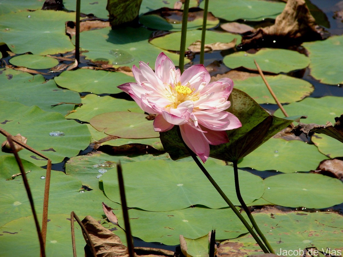 Nelumbo nucifera Gaertn.